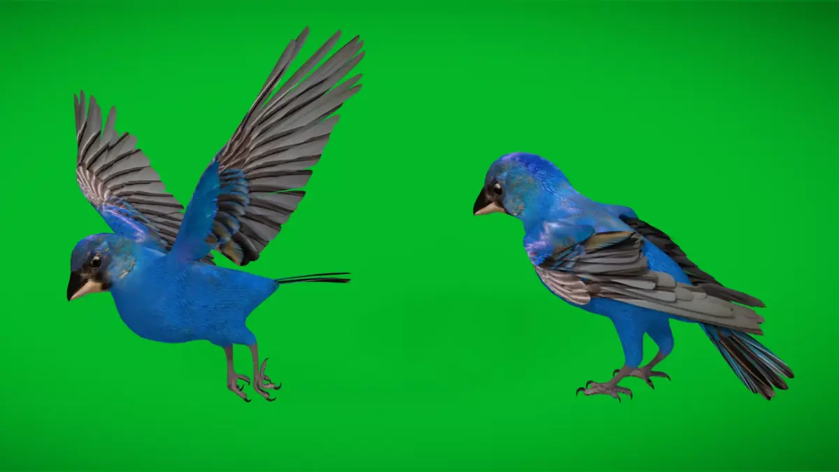 Indigo Bunting Cardinal Bird Low-poly 3D model