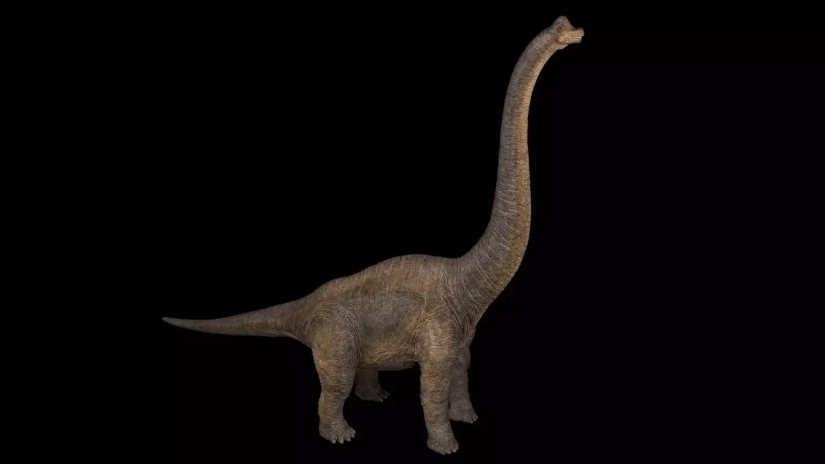 Brachiosaurus dinosaur Low-poly 3D model 5
