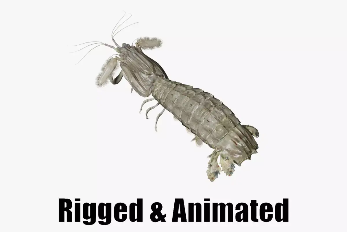 animated mantis shrimp 3D model