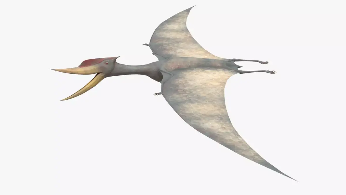 8K Realistic Pterodactyl Low-poly 3D model