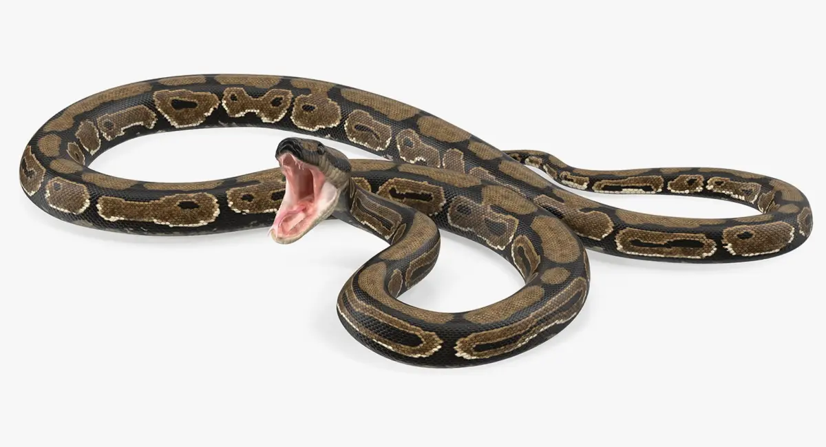 Brown Python Snake Rigged 3D Model