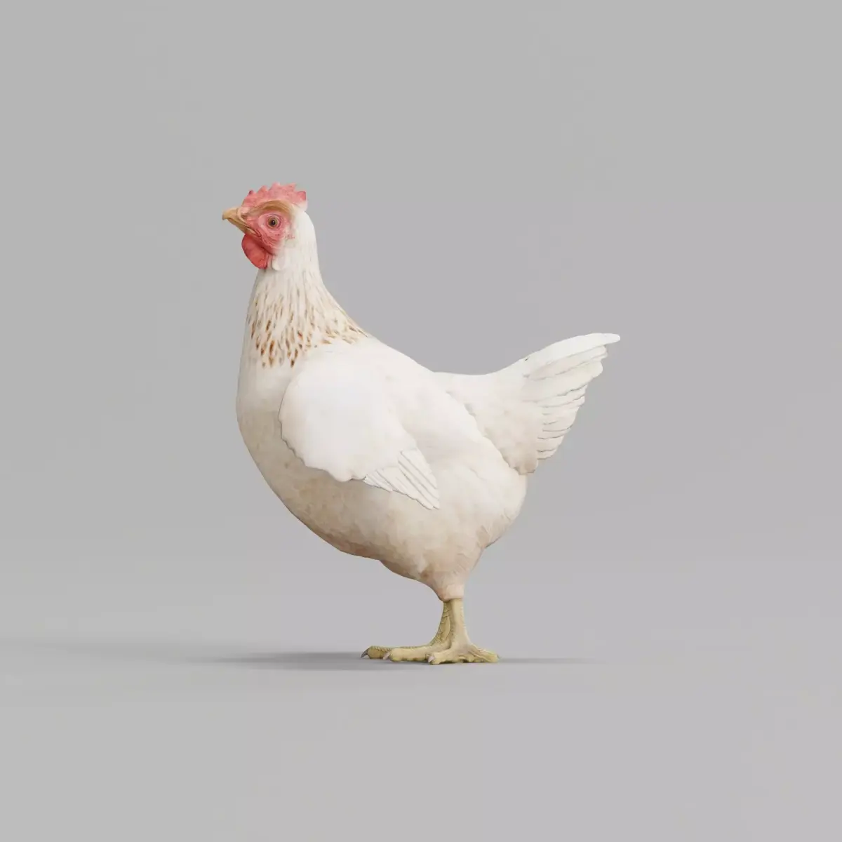 Hen The Chicken 3D model