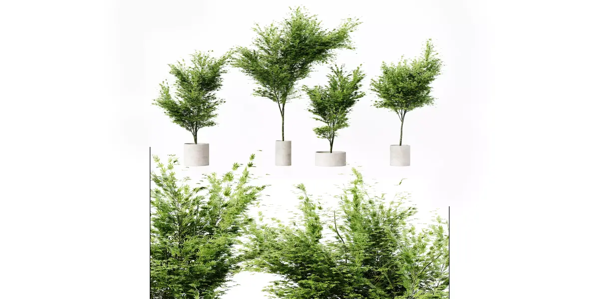 Collection Indoor Plants 036 Free low-poly 3D model