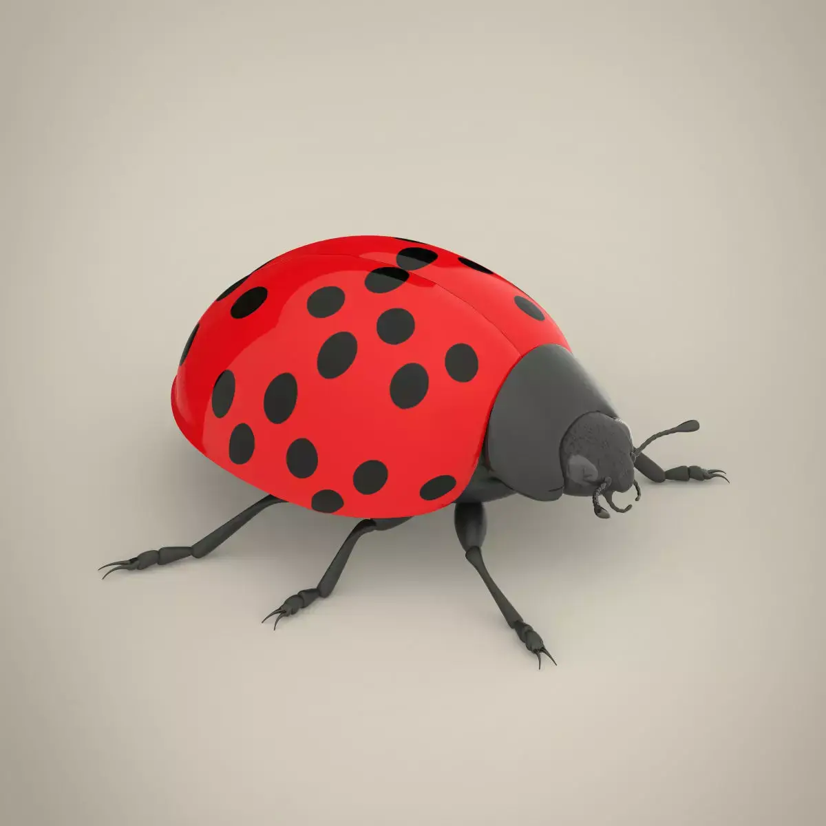 Ladybird ladybug 3D model
