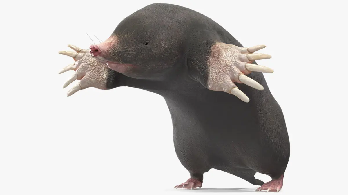 Mole Animal 3D model
