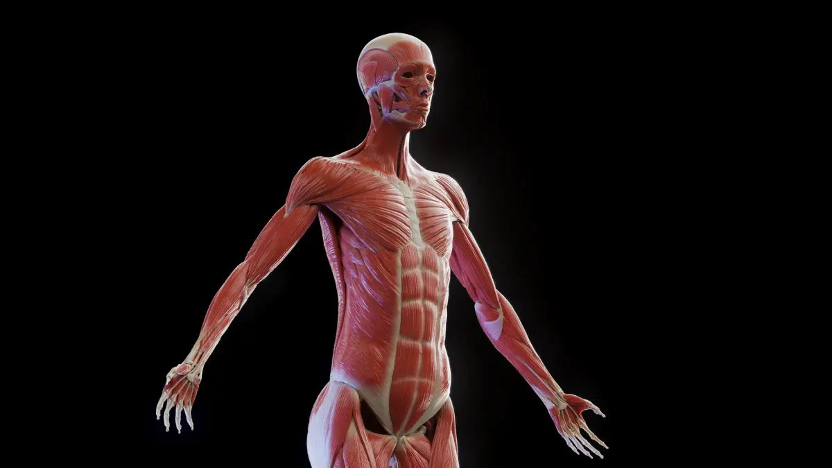 Female Muscular and Skeletal Systems 3D model