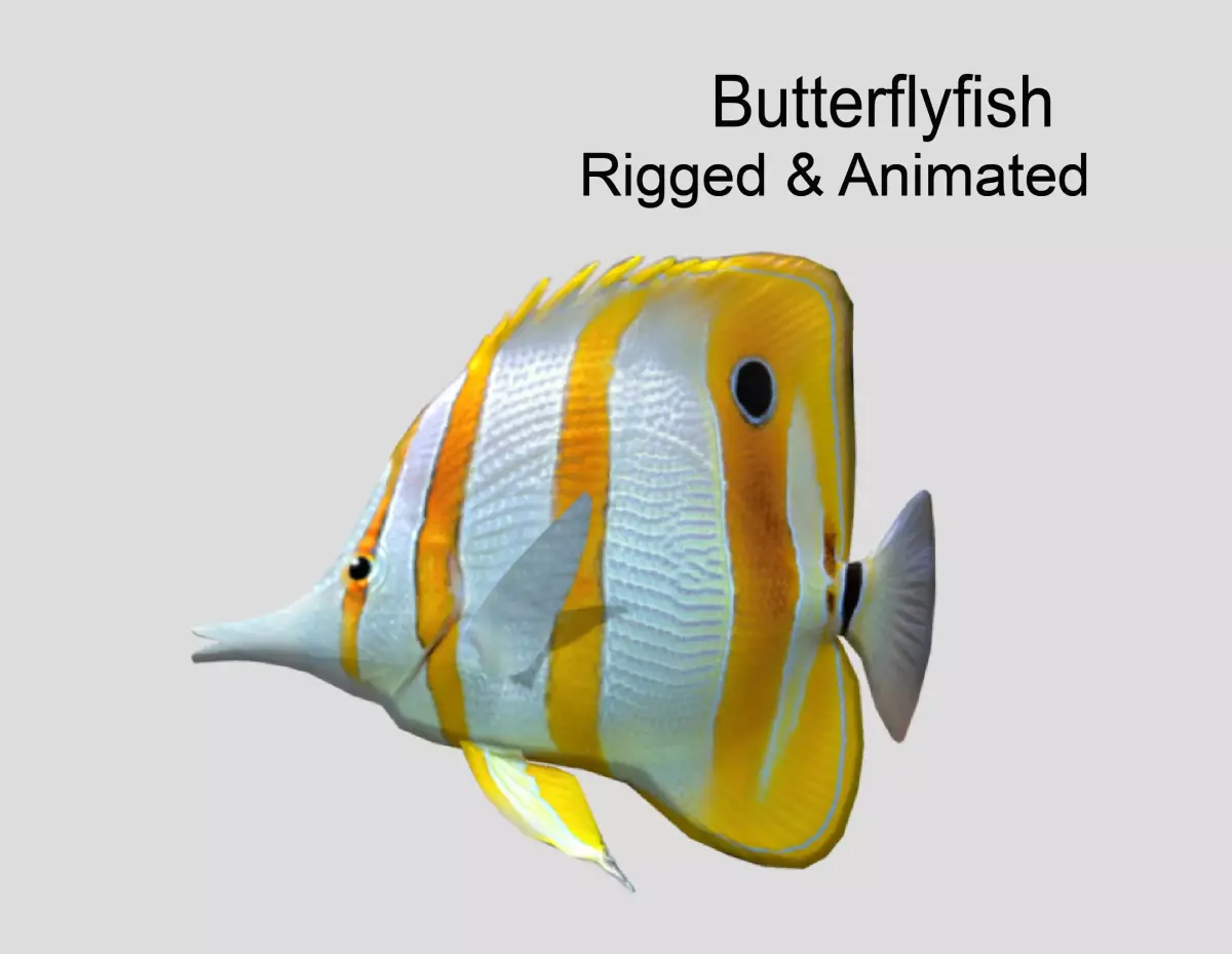 Butterflyfish Realistic Animated Low-poly 3D model