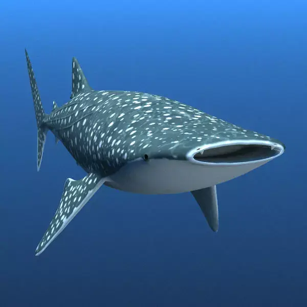 Whale Shark 3D model order