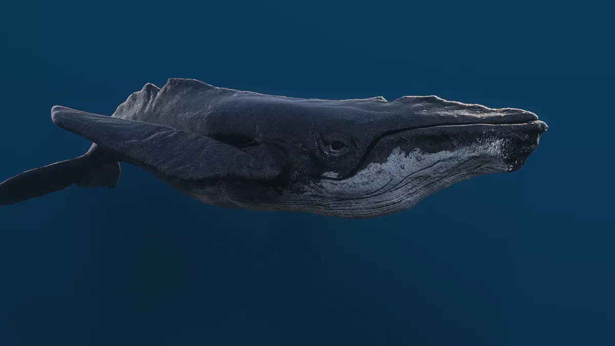 Humpback whale top quality realistic Low-poly 3D model