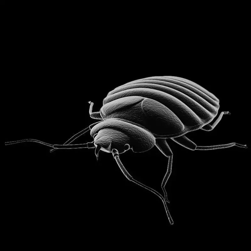 BedBug bed bug 3D model