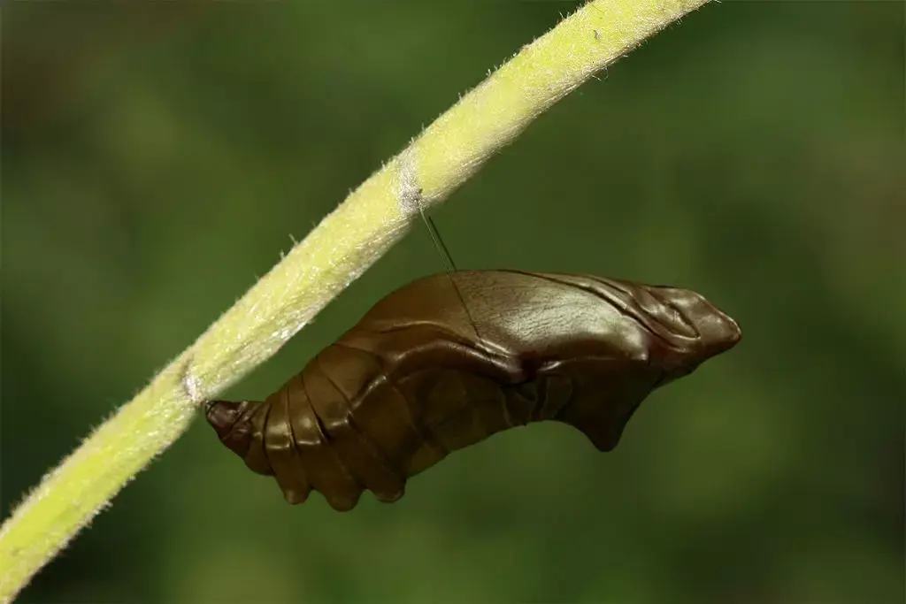 Chrysalis 3 caterpillar on stem Low-poly 3D model