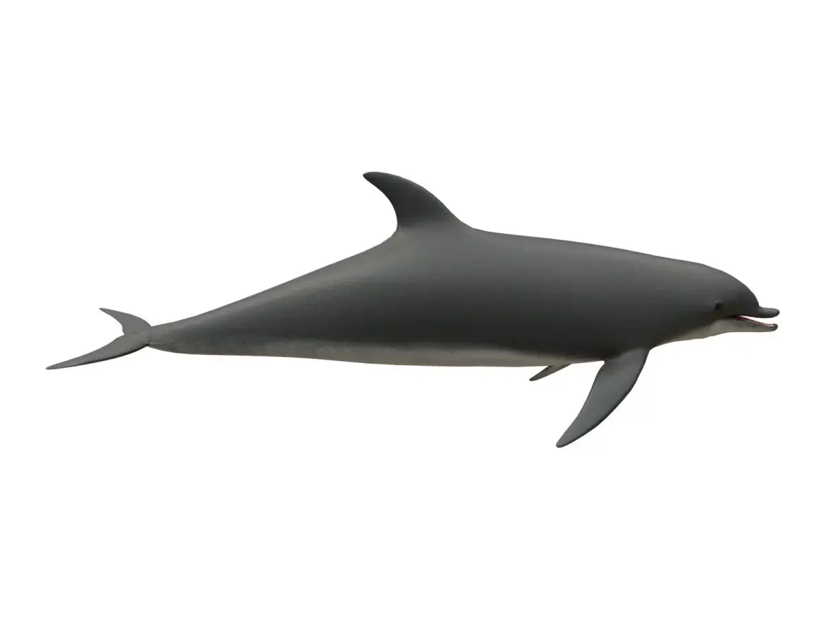 dolphin Low-poly 3D model 4