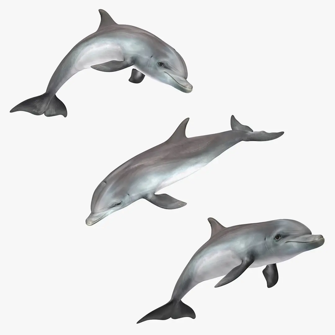 Dolphin Animated Collection 3D model