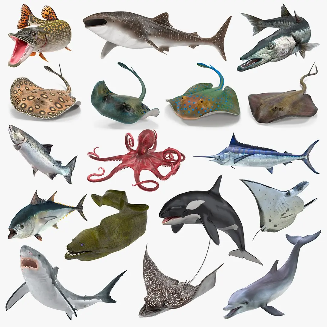 Rigged Fishes Collection 5 3D model