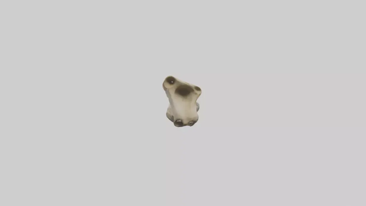 Giraffe Femur Low-poly 3D model