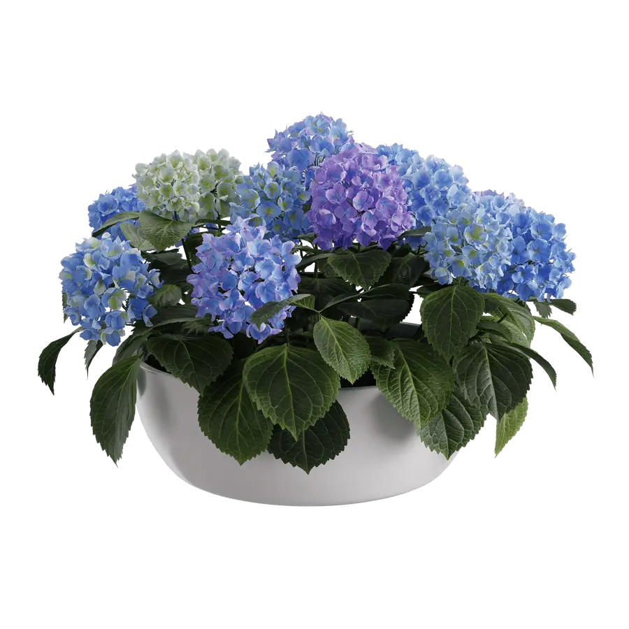  Large Mophead Hydrangea Plant Model, Blue  buy