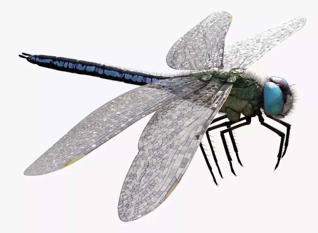 Anax imperator - Static 3D model