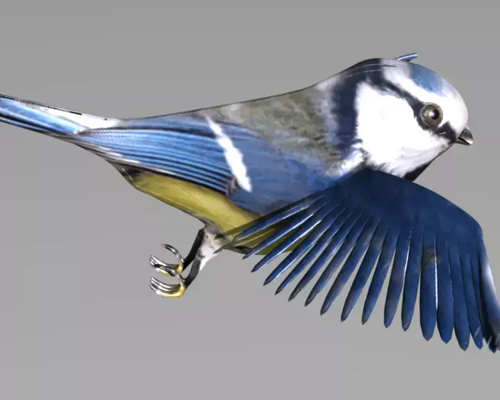 blue tit animated 3D model
