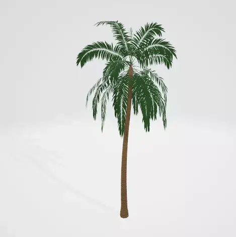 coconut-tree palm tree Free 3D model