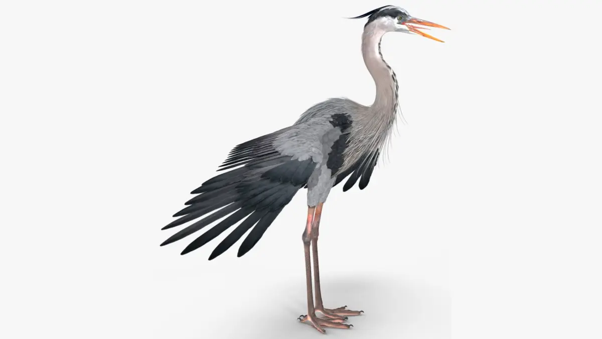 Grey Heron Rigged for Maya 3D model