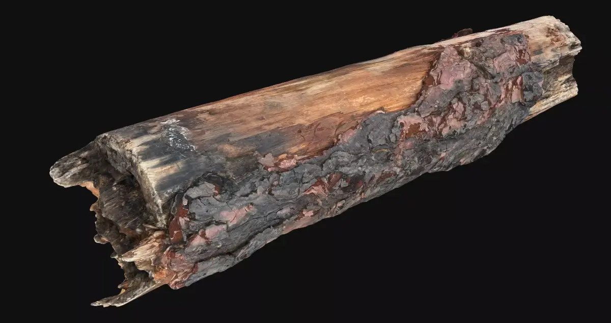 Real World Tree trunk wood 3d scan in highpoly 3D model