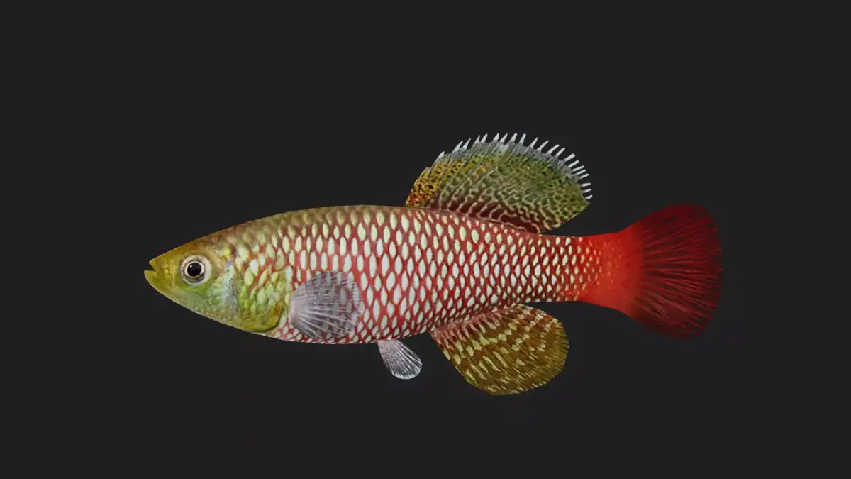 Killi fish Low-poly 3D model