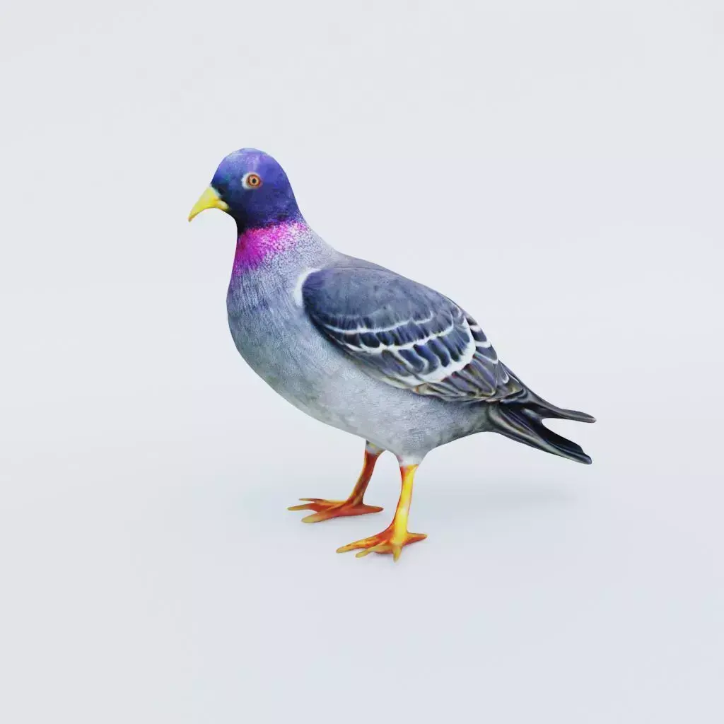 Pigeon Free 3D model
