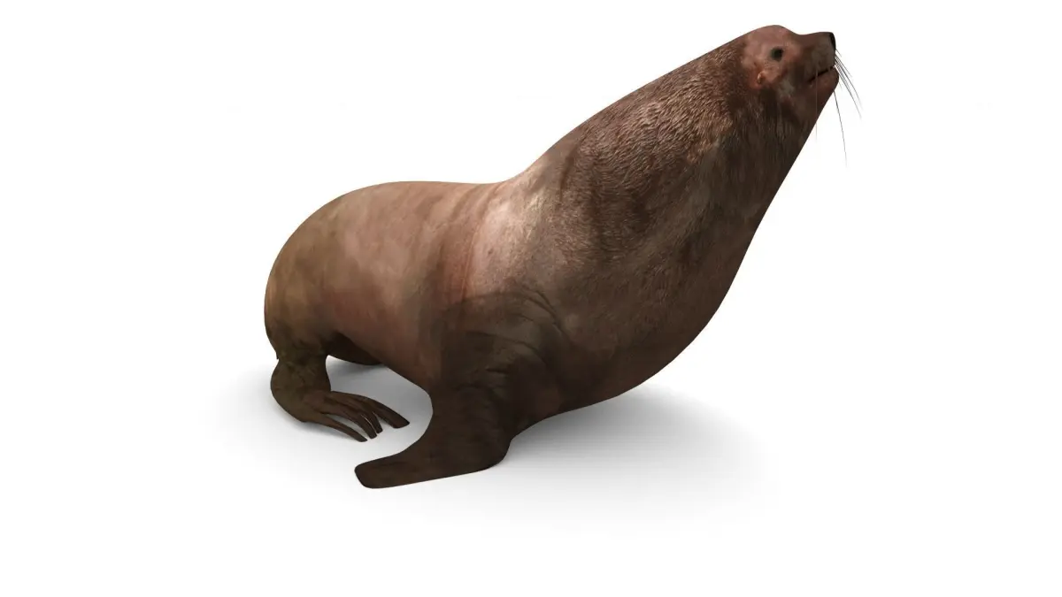 Sea lion Low-poly 3D model