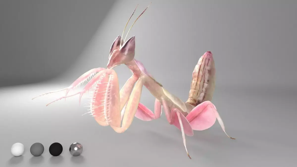Mantis praying 3D model buy