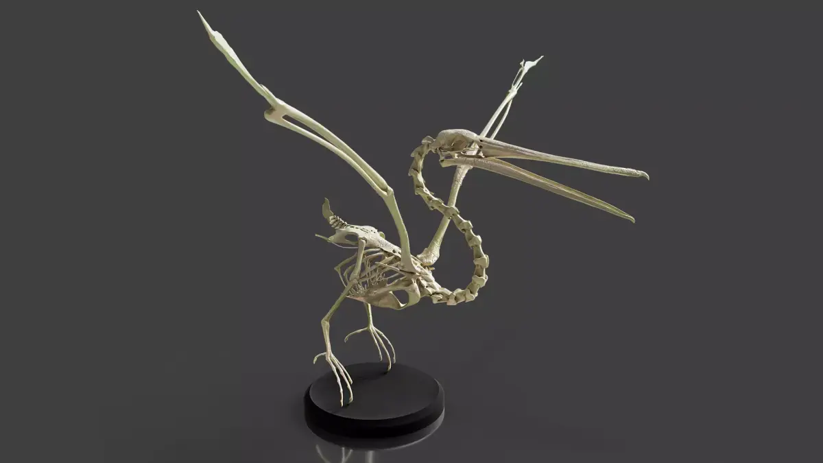 Realistic Pelican Skeleton 3D model