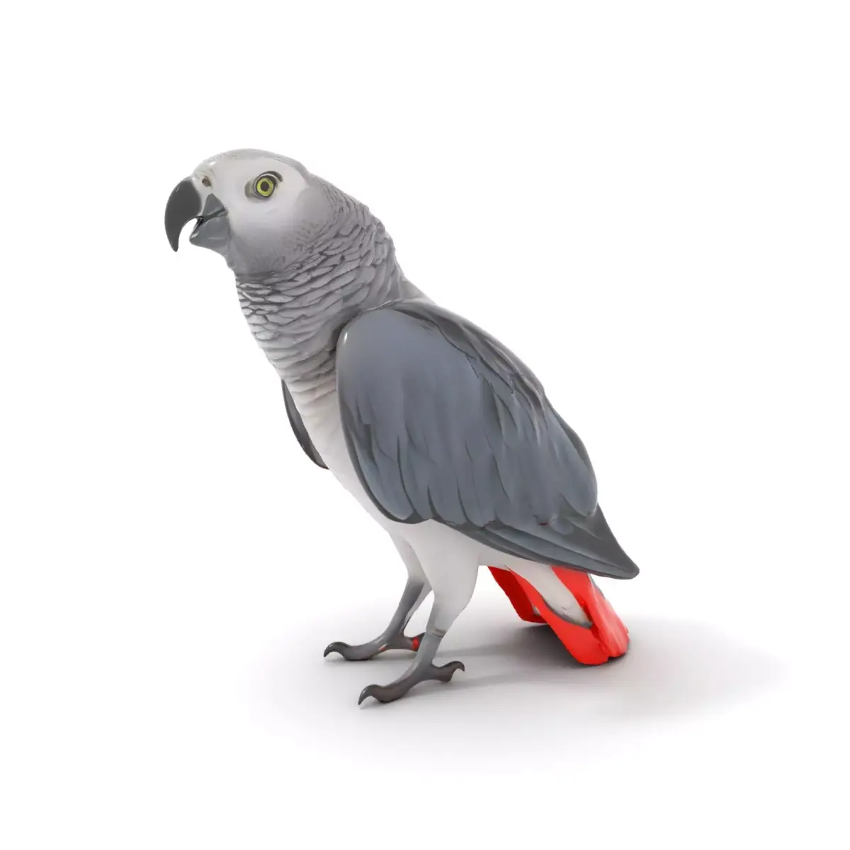 African Grey Parrot model pack Low-poly 3D model