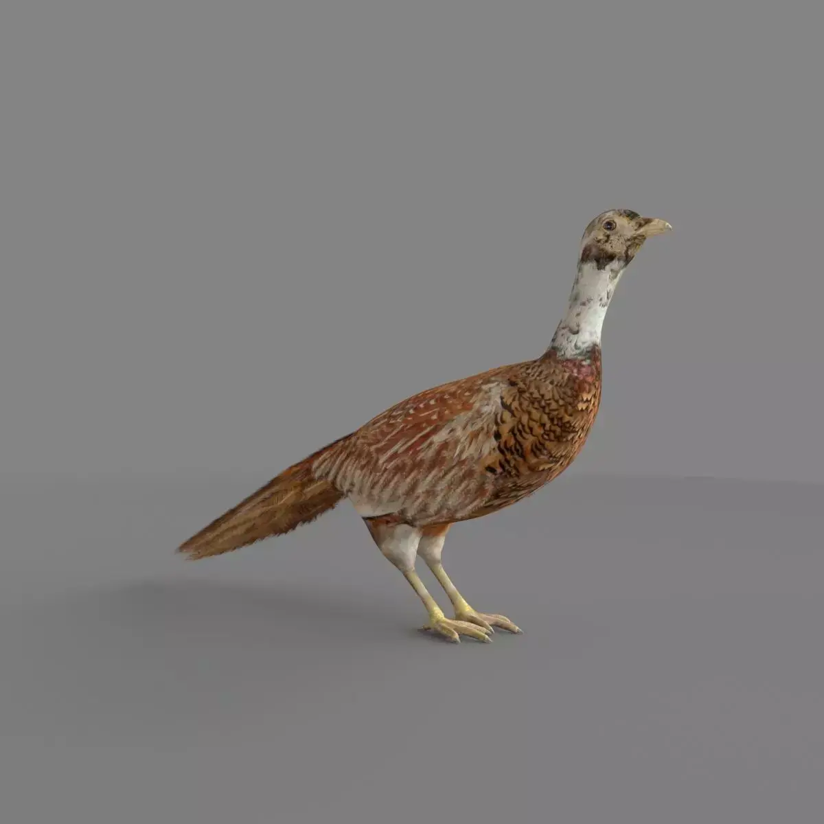 Pheasant 3D 3D model
