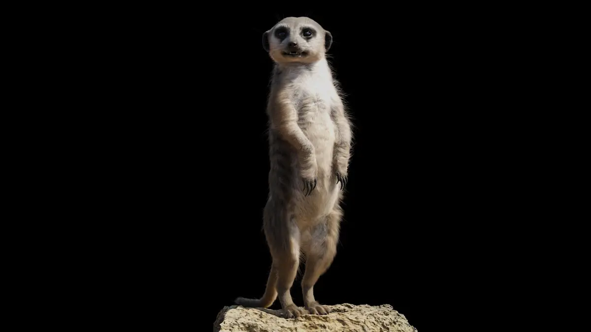 Meerkat Rigged Blender 3D model