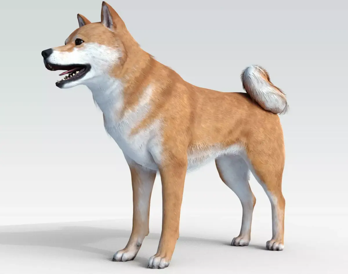 Dog Shiba Ini with Fur - Rigged Low-poly 3D model