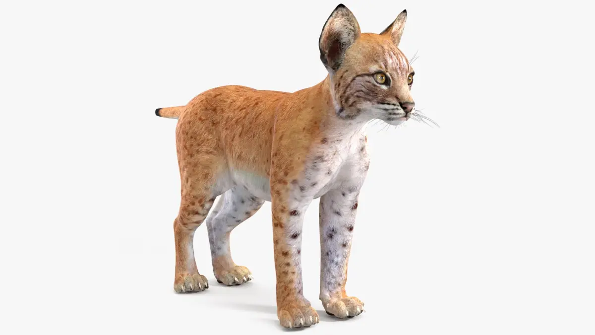 Lynx Cub 3D model