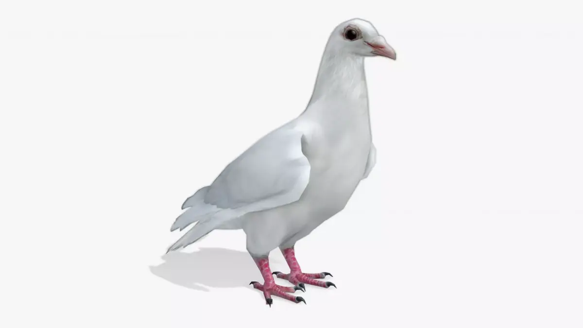 White Dove Low-poly 3D model purchase