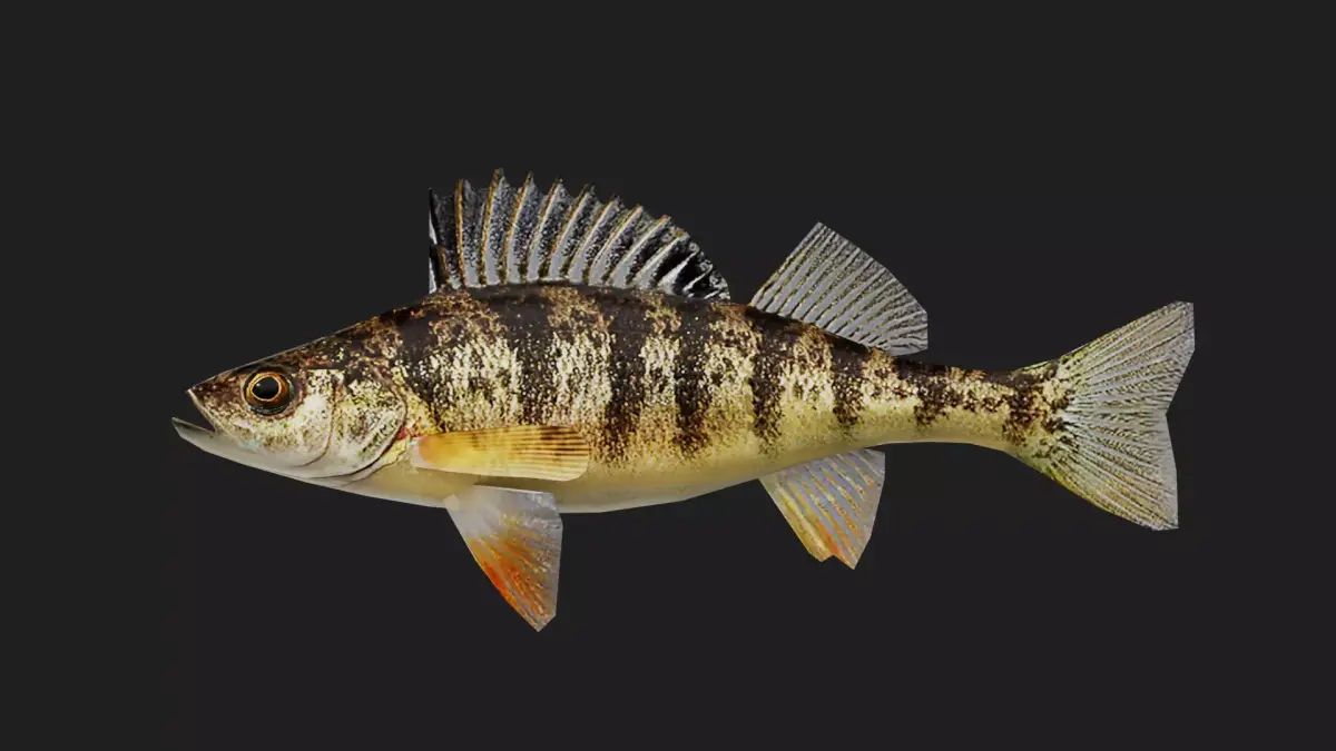 Panfish Low-poly 3D model get