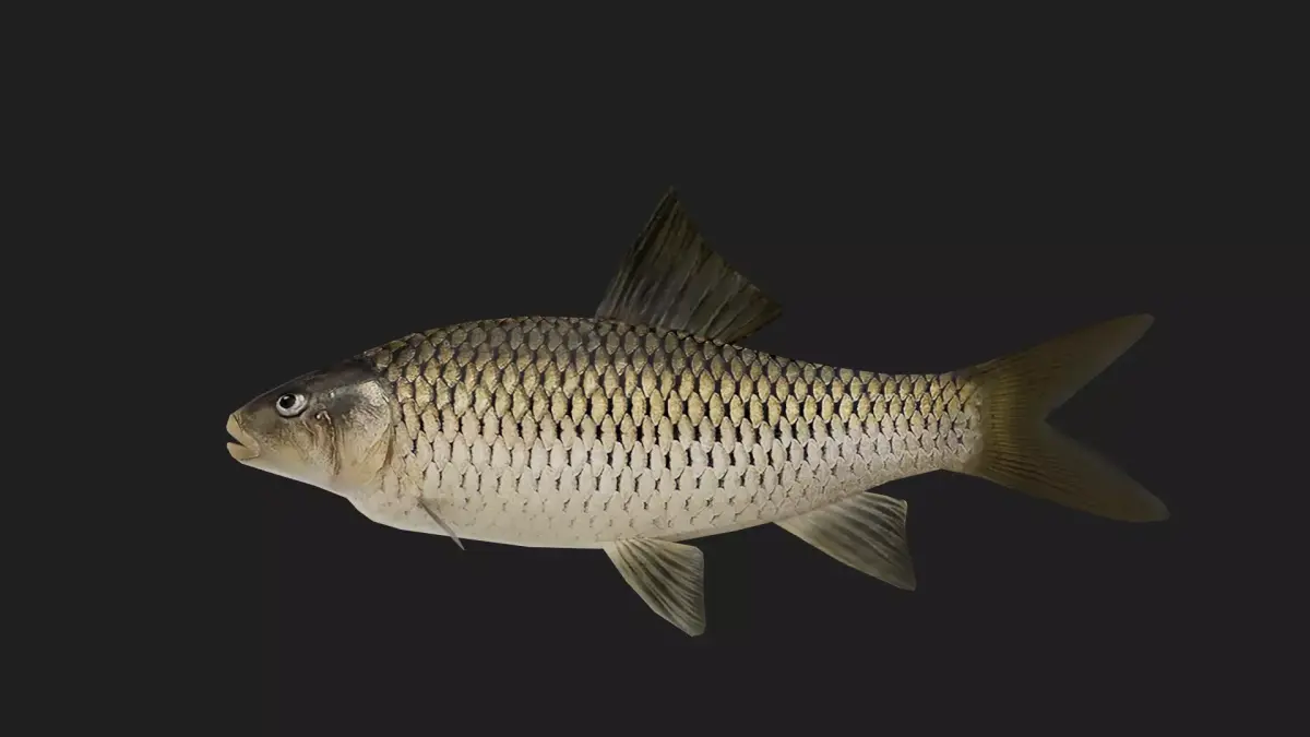 Carp fish Low-poly 3D model 14