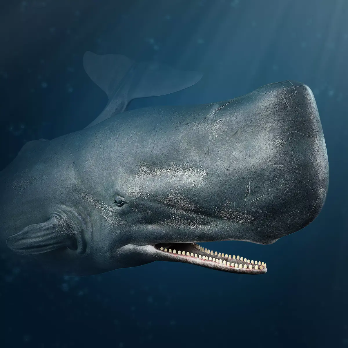 Sperm whale Low-poly 3D model get