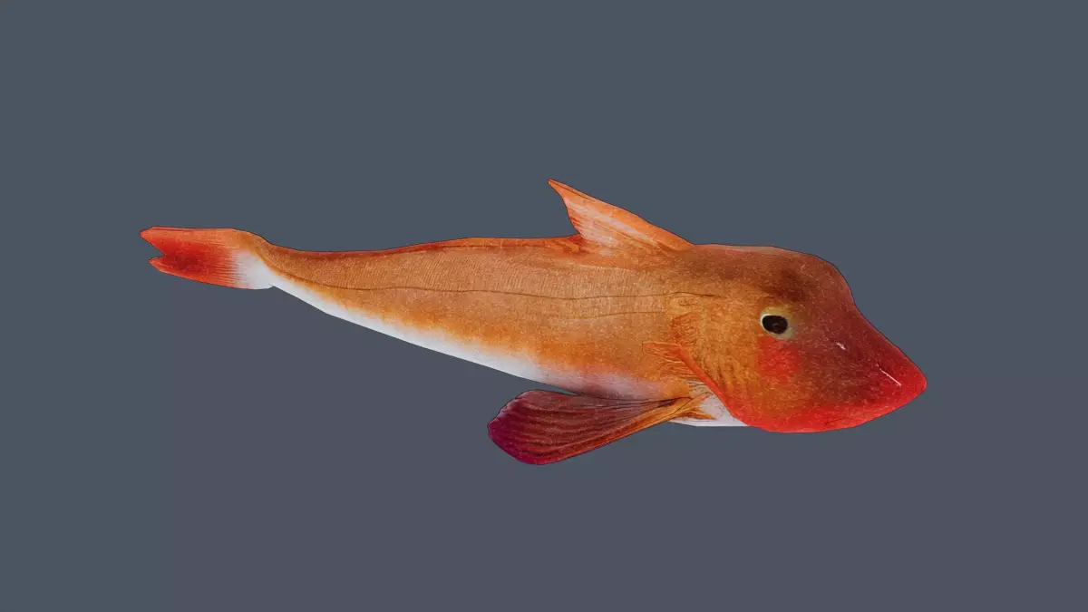 Red rockfish Low-poly 3D model