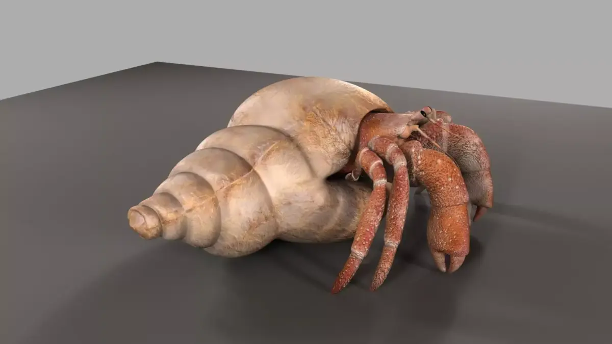 Hermit crab 3D model
