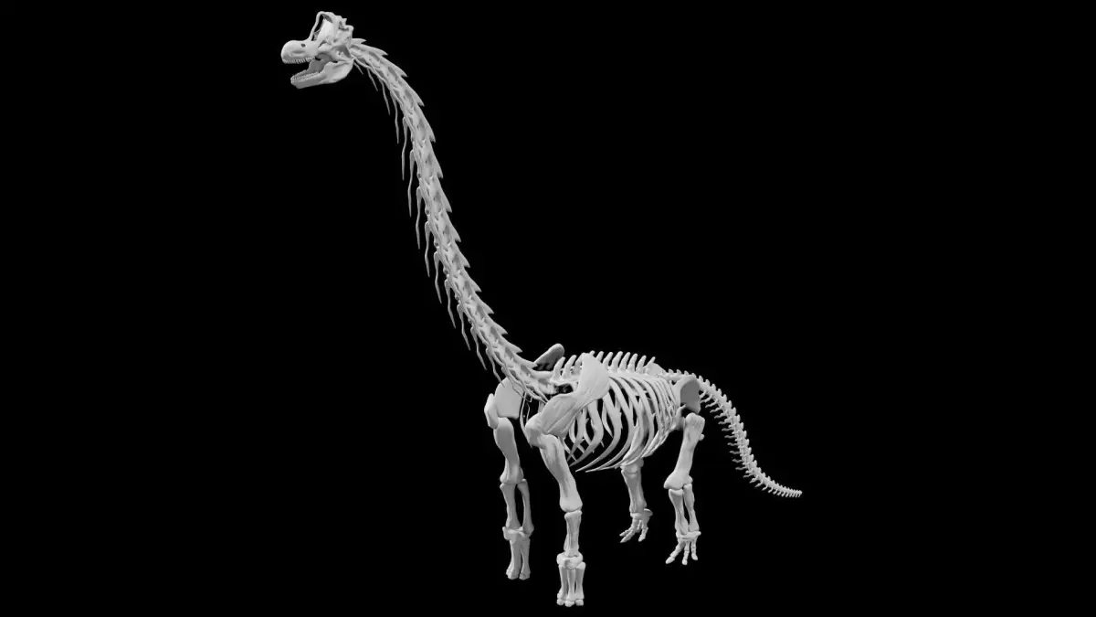 Brachiosaurus Skeleton Low-poly 3D model