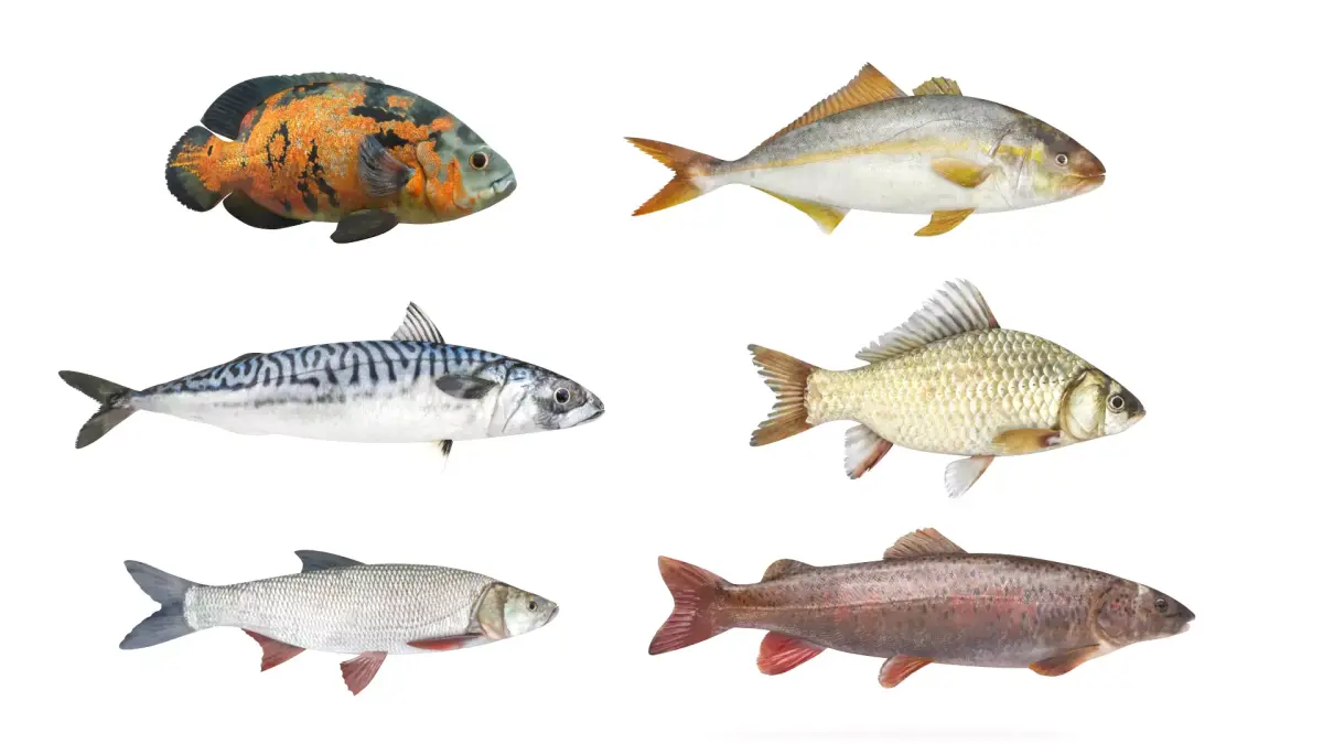 Fish Collection 3D model shop