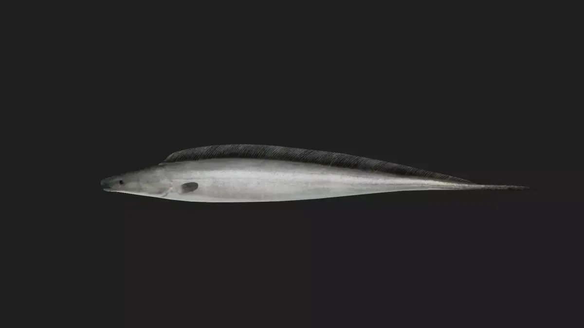 Aba fish Low-poly 3D model purchase