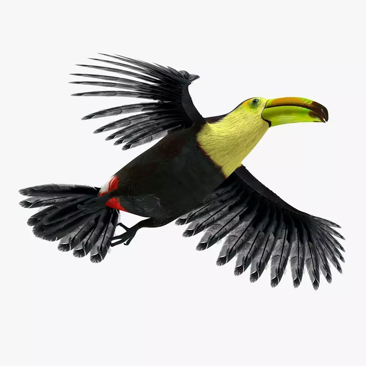 Toucan Bird rigged 3d model Low-poly 3D model