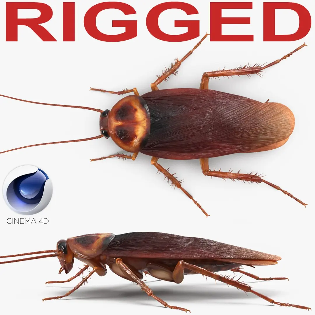 Cockroach Rigged for Cinema 4D 3D model
