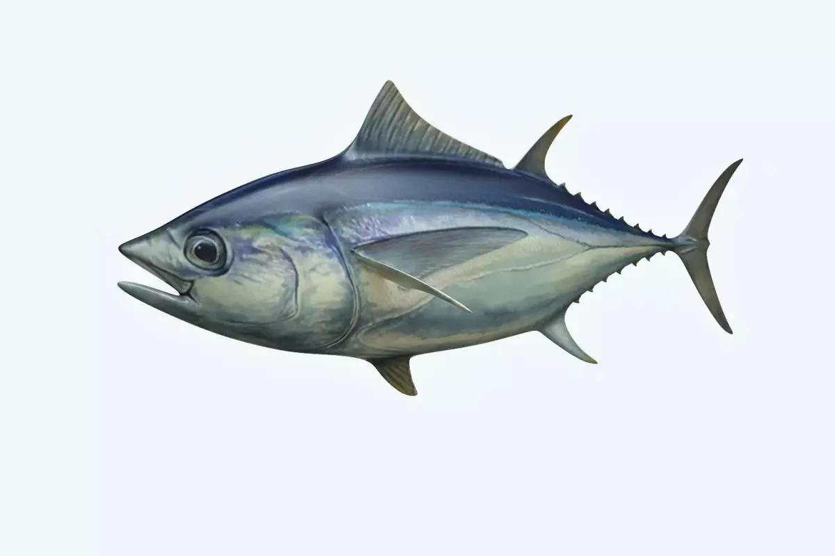 Yellowfin Tuna 3D model