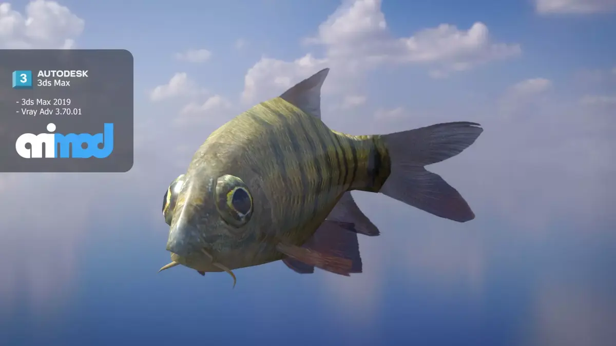 Acrossocheilus Grouper Fish 3D model