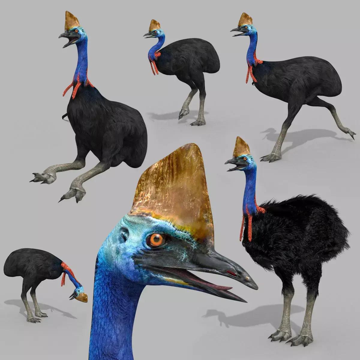 Most Real Cassowary 8K - 3d animated model 3D model