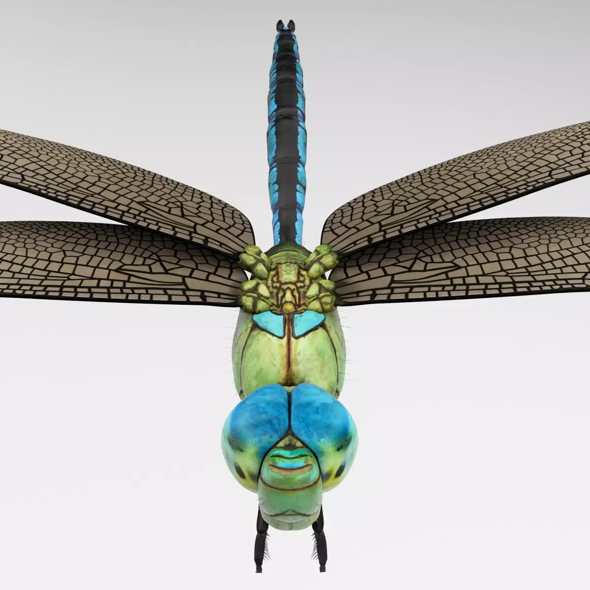 Anax Imperator 3D model